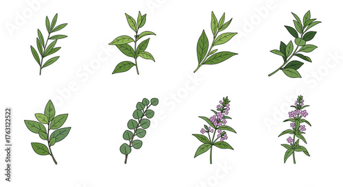 Botanical illustration featuring various types of leaves and flower sprigs on a white background