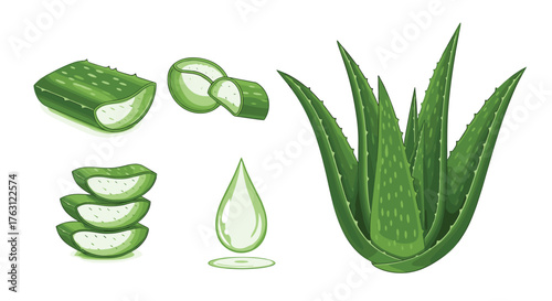 Illustration of aloe vera plant with cut pieces and a drop of aloe vera juice on white background