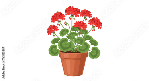 A potted geranium plant with red flowers and green leaves isolated on a white background illustration