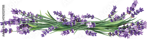 A beautiful bundle of fragrant purple lavender flowers with green stems, arranged horizontally, representing natural beauty, relaxation, and wellness