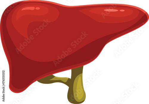 Realistic liver illustration depicting bile production and filtering, essential for metabolic processes and overall health