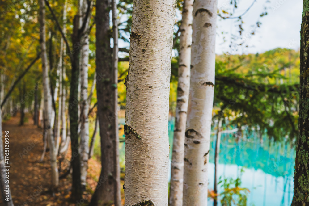 Fototapeta premium 白金青い池（北海道・美瑛）｜BluePond,Biei,Hokkaido