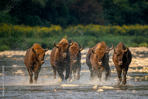 European Bison - Bison bonasus, large European even-toed ungulate native to North and East European forests and woodlands, Poland.