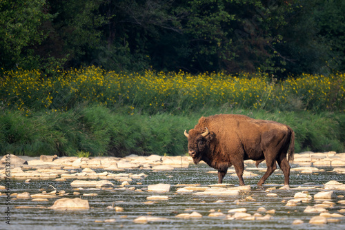 European Bison - Bison bonasus, large European even-toed ungulate native to North and East European forests and woodlands, Poland.