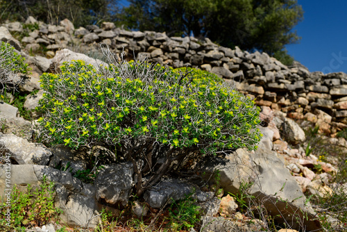 Greek spiny spurge // Dornbusch-Wolfsmilch (Euphorbia acanthothamnos) - Kiveri, Peloponnese, Greece