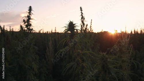 Field landscape with cannabis, used for medical treatment of fatal diseases like cancer, smoking for fun causing addiction, and for industrial use like constructions, textile production, insulation.