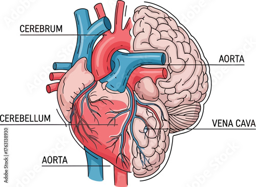 Anatomical illustration of the human heart and brain, showing major blood vessels like the aorta and vena cava, with labels for cerebrum and cerebellum.