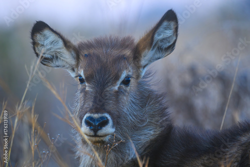 Fotografía Closeup of a male waterbuck calf