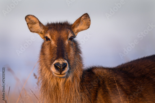 Photography Closeup of a female waterbuck at sunrise