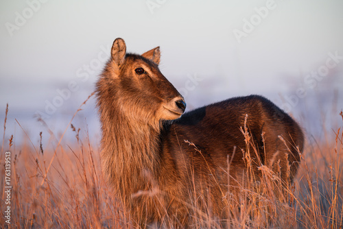 Canvas Print Closeup of a female waterbuck at sunrise