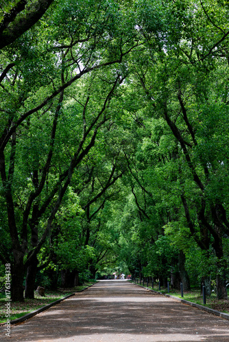 plants and nature in the Kyoto Botanical gardens
