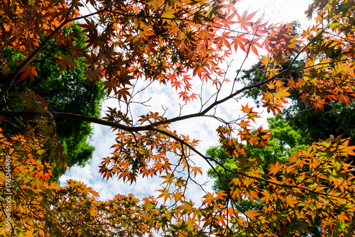 plants and nature in the Kyoto Botanical gardens