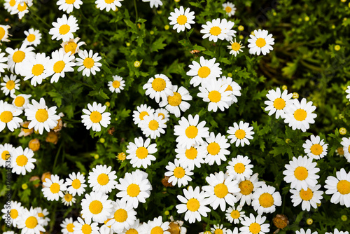 plants and nature in the Kyoto Botanical gardens