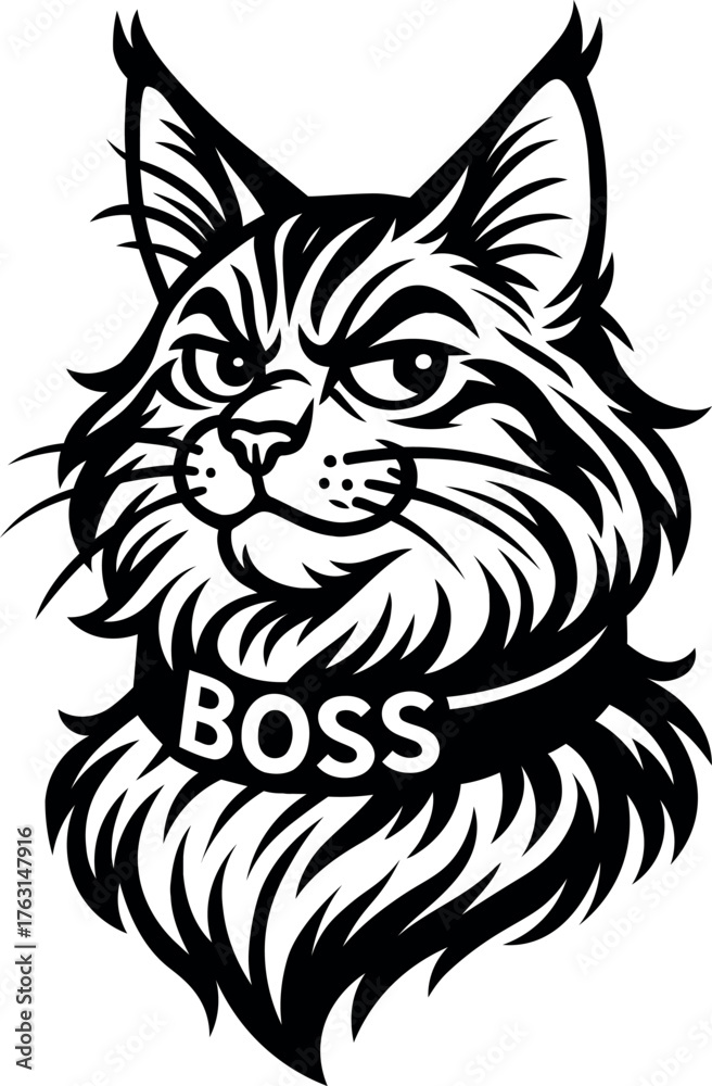 Fototapeta premium Cute Maine Coon cat with Boss collar