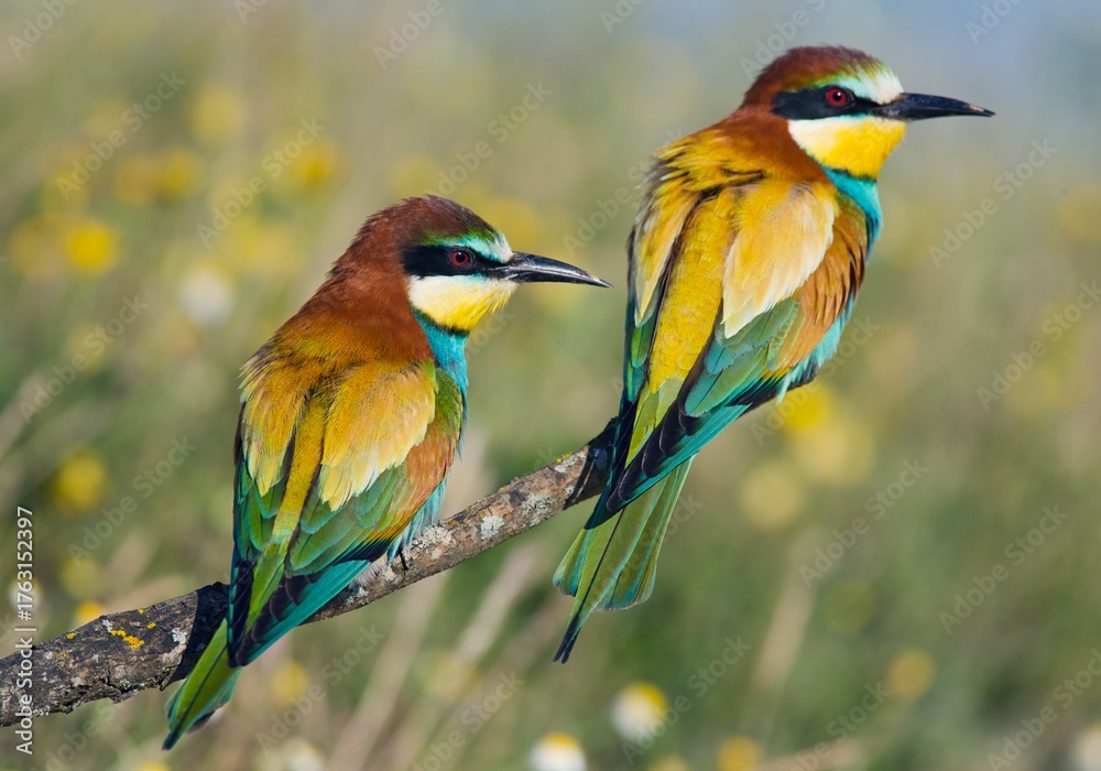 Obraz premium Two colorful european bee eater birds perched on a branch in a natural meadow setting