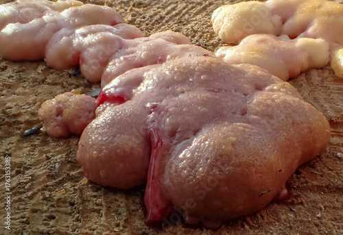 Close-up of slime mold (Myxomycetes) on damp ground. Fascinating organism showing amoeboid movement and life at the boundary between fungi and protists