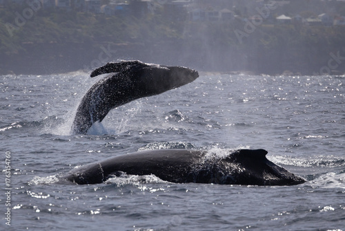 Juvenile humpback whale breaches while under the supervision of its mother, Sydney northern beaches, Sydney, New South Wales, Australia