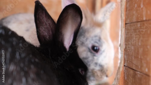 Two rabbits, one black and one speckled, sitting close and looking around in their cage.