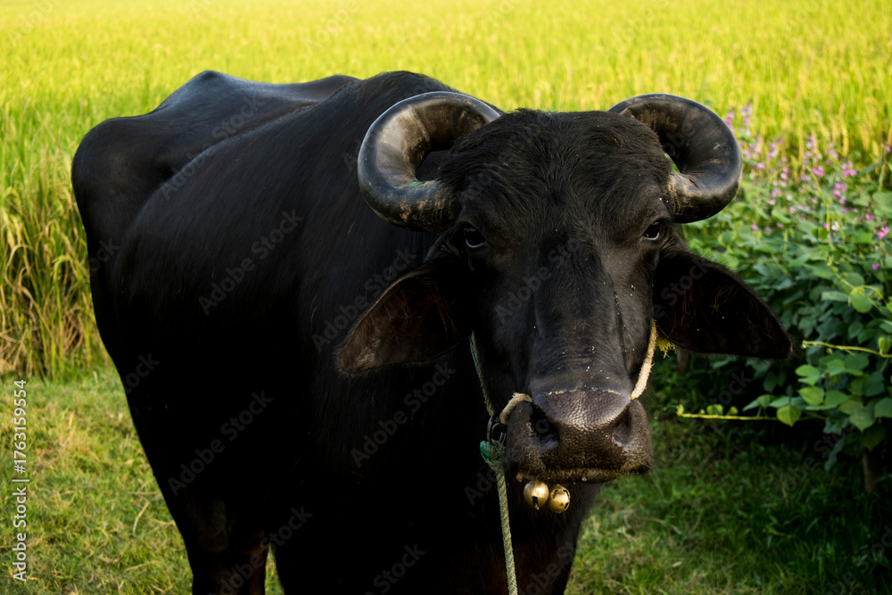Naklejka premium Buffaloes are grazing and eating grass in a grassland.