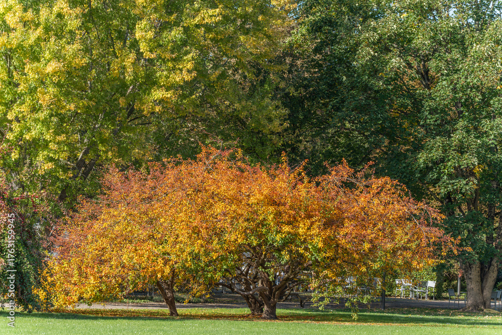 Naklejka premium A small tree with orange leaves stands before tall green trees in a park. The scene radiates a peaceful autumn mood.
