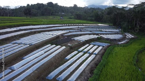 Aerial Drone View of Mulched Vegetable Beds in Farmland