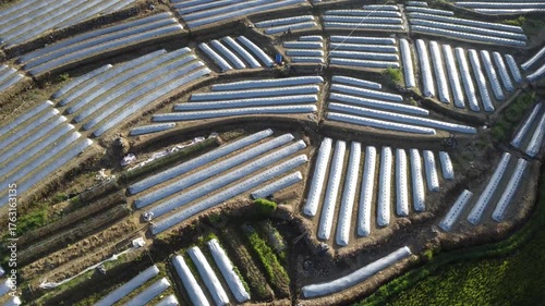 Aerial Drone View of Mulched Vegetable Beds in Farmland