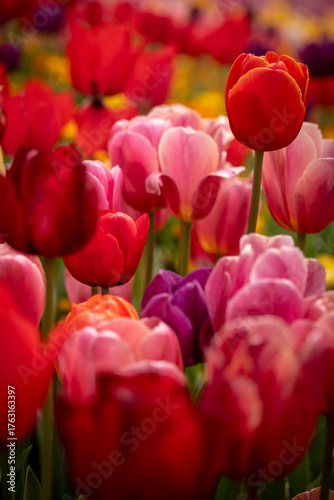focus on middle red and pink tulip close up portrait no sky 