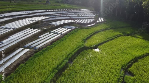 Aerial Drone View of Mulched Vegetable Beds in Farmland