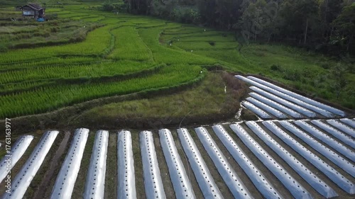 Aerial Drone View of Mulched Vegetable Beds in Farmland