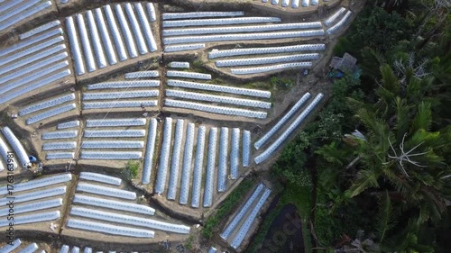 Aerial Drone View of Mulched Vegetable Beds in Farmland