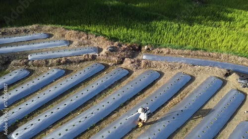 Aerial Drone View of Mulched Vegetable Beds in Farmland