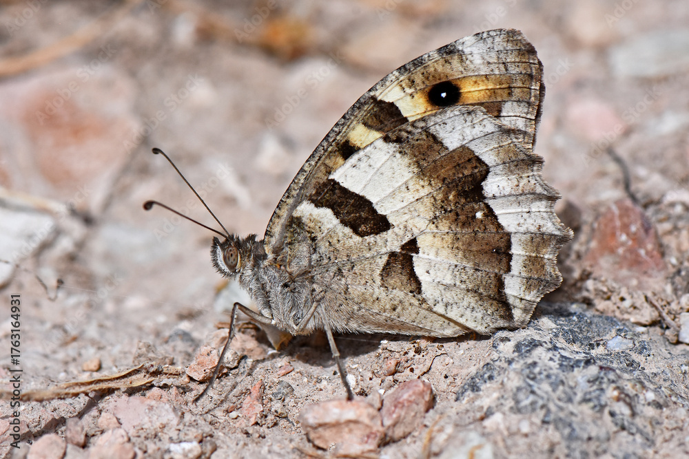 Obraz premium Macro shot of a Cyprus Grayling butterfly (Hipparchia cypriensis) resting on a gravelly, rocky ground. The intricate patterns of the mottled wings provide excellent camouflage.