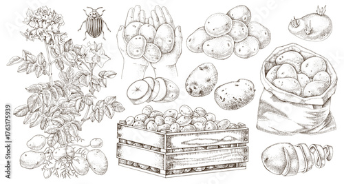 Potato hand drawn vector collection