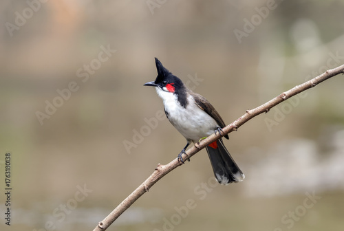 The red-whiskered bulbul (Pycnonotus jocosus), or crested bulbul, is a passerine bird native to Asia. It is a member of the bulbul family.