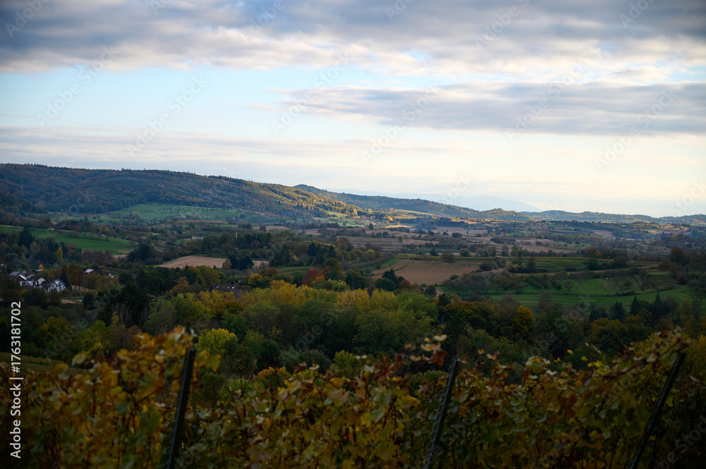 Fototapeta premium autumn in alsace