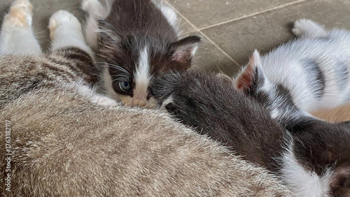 Newborn Kittens Feeding While Mother Cat Rests Comfortably
