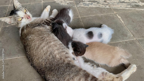 Newborn Kittens Feeding While Mother Cat Rests Comfortably