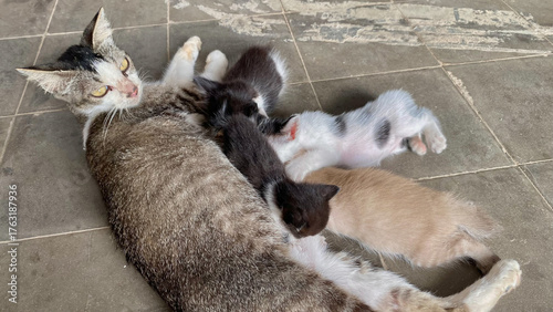 Newborn Kittens Feeding While Mother Cat Rests Comfortably