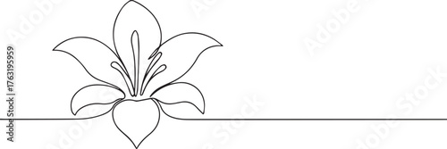 Lily flower one continuous line art, Vector illustration, One line art, Line art graphic style