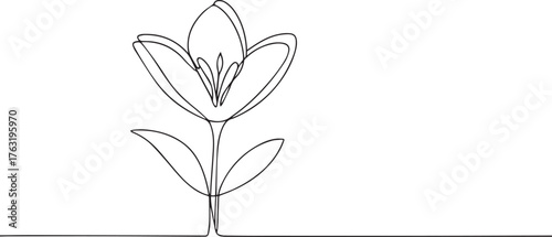 Lily flower one continuous line art, Vector illustration, One line art, Line art graphic style