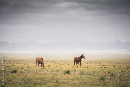 two horses on Mongolian steppe