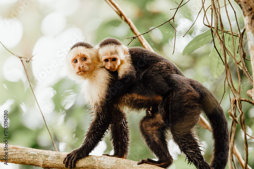 White Faced Capuchin Monkey Mother with Baby, Cahuita, Costa Rica