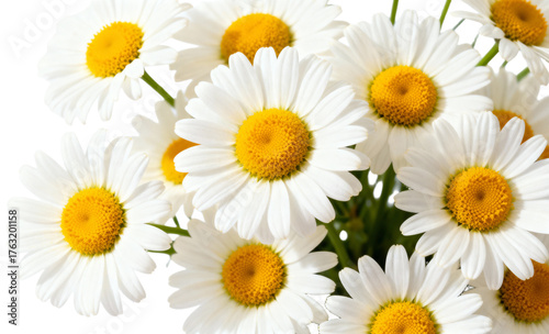 A vibrant bouquet of fresh white daisies with bright yellow centers, transparent background png