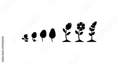 Silhouetted stages of plant growth evolution from seedling to blooming flower and sprout symbolizing life cycle and nature development isolated on white background