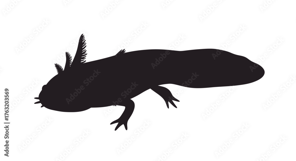 Obraz premium Axolotl silhouette black outline amphibian aquatic salamander unique amphibian creature pet animal wildlife aquatic life isolated on white background
