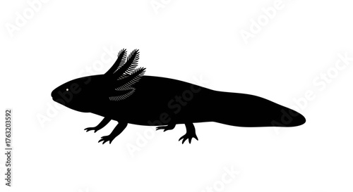 Silhouette of a black axolotl aquatic salamander with frilly gills and four legs isolated on white for natural history and wildlife concepts isolated on white background