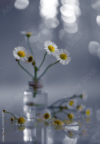 Still life with a small bouquet of daisies. Meadow flowers. Soft background.