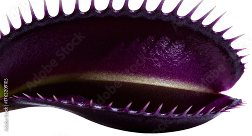 Close-up of a Venus Flytrap showing its vibrant purple trap and sharp teeth, transparent background png