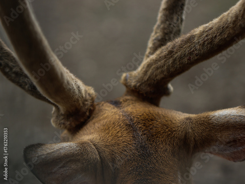 Close-Up of Deer Antlers Covered in Velvet Texture from Behind