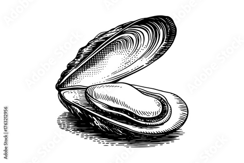 an open oyster shell with a pearl inside, detailed line art showing texture and depth.